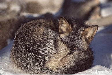 《死亡细胞》恶魔城DLC国区售价42元 获玩家特别好评